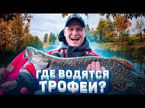 Видео: НАШЛИ ВОДОЁМ С ТРОФЕЙНОЙ ЩУКОЙ. СВИНЫЕ РЕБРА В КАЗАНЕ. ЛОВЛЯ НА СПИННИНГ.