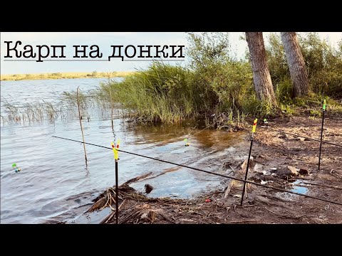 Видео: ГОЛОДНЫЙ КАРП на озере Кайнар! Колокольчики ЗВЕНЯТ весь Вечер! КУКУРУЗА vs АНАНАС, что лучше?!