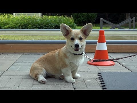 Видео: ДТ-66. Хитрый щенок корги - индивидуальный подход.