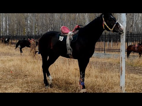 Видео: Финалга Даярдык!!!