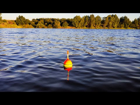 Видео: ЖАРА - ВРЕМЯ РЫБАЛКИ НА ТОЛСТОЛОБИКА!