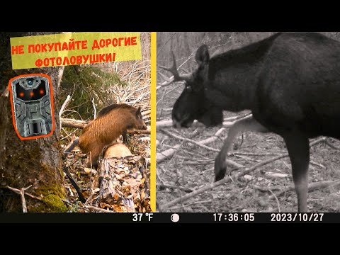 Видео: Лучшая бюджетная фотоловушка! Краткий обзор с примерами видео.