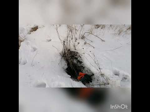 Видео: Охота на лису