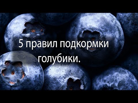 Видео: 5 правил подкормки голубики. Что нужно и не нужно делать чтобы кусты были здоровы и плодоносили.