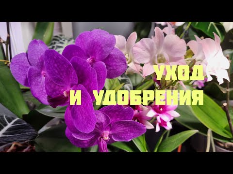 Видео: Немного про уход и удобрения