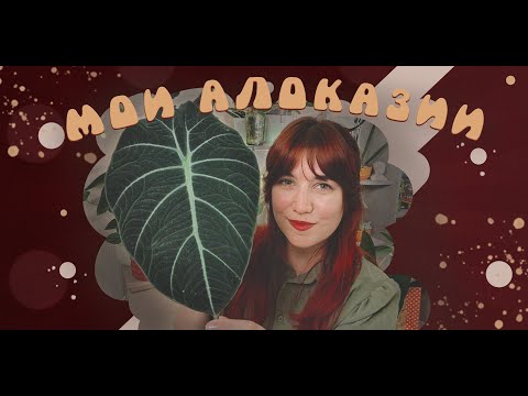 Видео: Все мои АЛОКАЗИИ | Январь 2025