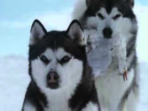 Видео: Очень грустный клип про преданность