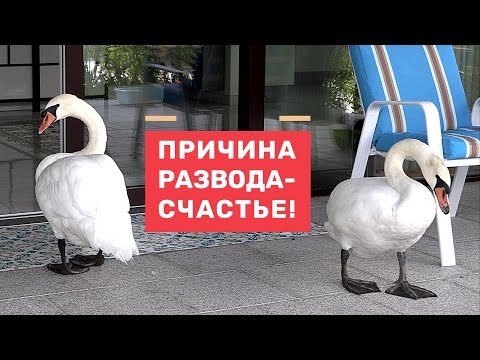 Видео: Причина развода - счастье! Так тоже бывает.