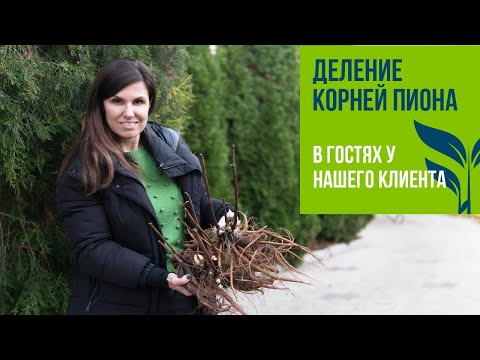 Видео: Деление корней ПИОНА. В гостях у нашего клиента.