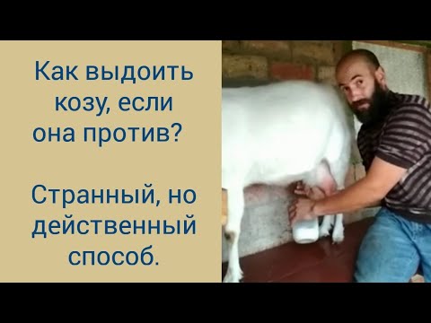 Видео: Как выдоить козу, если она против?