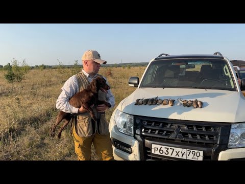 Видео: Охота на перепела со спаниелями. Тамбовская область 2024. Серия 1.