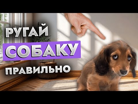 Видео: Эффективные методы воспитания собак без криков и наказаний | Советы кинолога | ЛавГав