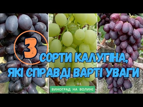 Видео: 3 сорти Калугіна, які справді варті уваги