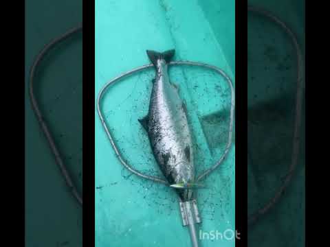 Видео: Сима slow jig Владивосток #сима #рыбалка Владивосток #рыбалка #японскоеморе