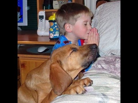 Видео: 😺 Пусть будет мир! 🐶 Смешное видео с собаками, кошками и котятами! 🐱