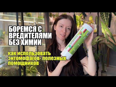 Видео: ЭНТОМОФАГИ ПРОТИВ ПАУТИННОГО КЛЕЩА И ТРИПСОВ НА КОМНАТНЫХ РАСТЕНИЯХ