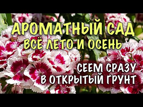 Видео: БЕЗ РАССАДЫ! Сеем СРАЗУ В ОТКРЫТЫЙ ГРУНТ! ЛУЧШИЕ АРОМАТНЫЕ ОДНОЛЕТНИКИ. ЦВЕТУТ до ЗАМОРОЗКОВ!