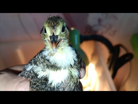 Видео: Двухнедельные перепелята!