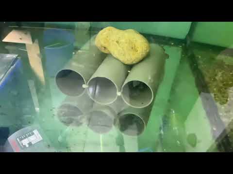 Видео: Уборка у Раков.💥Отсадил самку с рачатами и пересортировал гуппи🔥