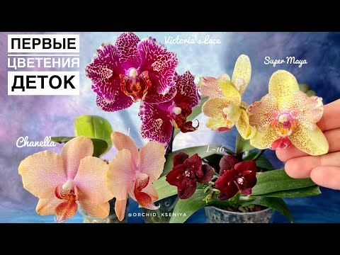 Видео: Детки орхидей цветут | Первое цветение подростков 1.7 | Chanella, Super Maya, Victoria’s Lace, L-16