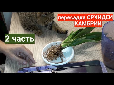 Видео: пересадка орхидеи КАМБРИЯ ЧТО НАШЕЛ в ГОРШКЕ, 2 я часть