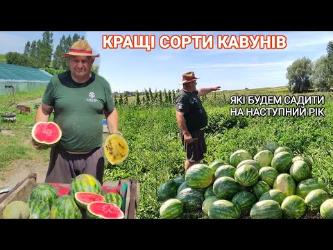 Видео: ЯКі кавуни садити на наступний рік