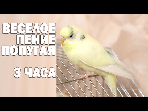 Видео: Тоша- картоша 🐦Весёлое пение для попугайчиков 🌞