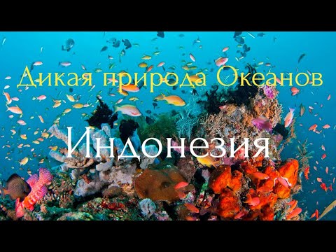 Видео: Дикая природа Океанов.Индонезия.