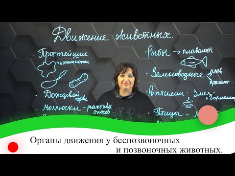 Видео: Органы движения у беспозвоночных и позвоночных животных. 7 класс.