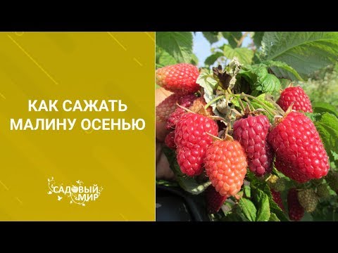 Видео: Как сажать малину осенью