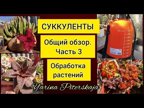 Видео: Суккуленты.  Общий обзор. Часть 3. Обработка растений.