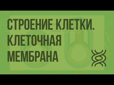 Видео: Строение клетки. Клеточная мембрана. Видеоурок по биологии 10 класс