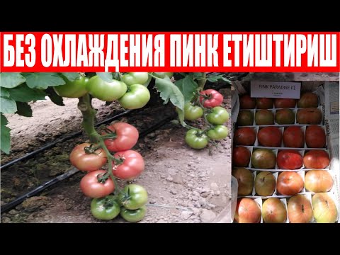 Видео: Пинк Парадайзни тилини топган тажрибали агрономдан фойдали тавсиялар (Pink Paradise F1-Sakata)