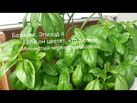 Видео: Базилик. Часть 4. Базилик начал цвести. Что делать? Мучнистый червец, как я борюсь.