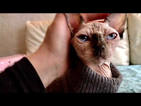 Видео: Кити❤️провожаю к родителям❤️ Кофта для Сфинкса за 5 минут👍