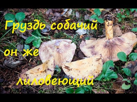 Видео: Груздь собачий или лиловеющий.