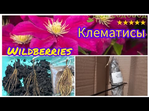 Видео: Клематисы.Какие саженцы получила с Вайлдберрис.