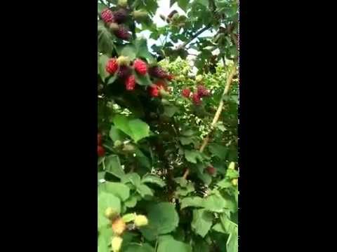 Видео: Малиноежевика Тайберри