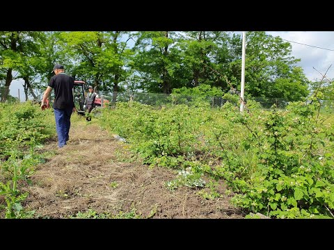 Видео: Наши главные сорта малины. Глен Файн, Бенефис, Мираж, Октавия, Каскад, Лячка