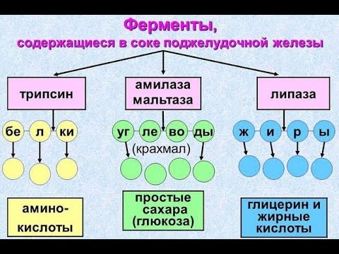 Видео: Ферменты Помагающие Поджелудочной Железе.#Ферменты.