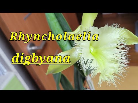 Видео: Rhyncholaelia digbyana мои наблюдения.
