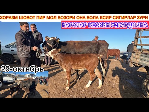 Видео: ХОРАЗМ ШОВОТ ПИР МОЛ БОЗОРИ ОНА БОЛА КСИР СИГИРЛАР ЗУРИ НАРХЛАР УЗГАРДИ ЯНА 29-октябрь