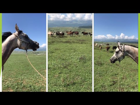 Видео: Марсель ушёл с табуном Ильяса. Еду  за Марселям. 249