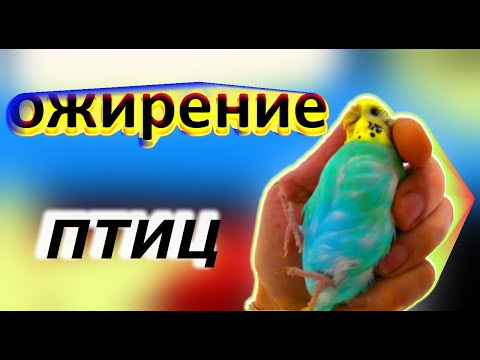Видео: ожирение волнистых попугаев/причины ожирения попугая