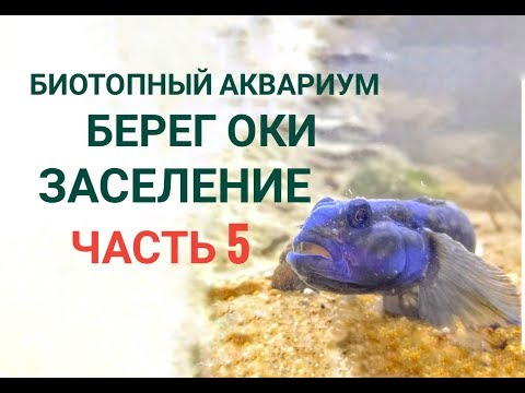 Видео: Заселение биотопного аквариума-Берег Оки.