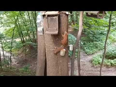 Видео: Немного о Толстой / A little about Tolstaya