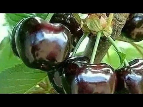 Видео: ГИЛОСИМ ГУЛЛАЙДИ МЕВАСИНИ ТУТМАЙДИ..+998781470500.НИМА КИЛИШ КЕРАК