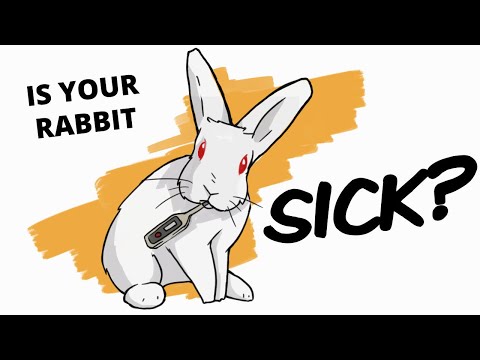 Видео: 10 едва заметных симптомов болезни кролика