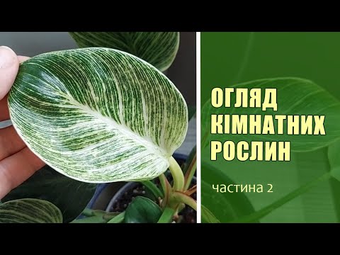 Видео: Огляд Кімнатних Рослин | Кімнатні Рослини - листопад 2025 | частина 2