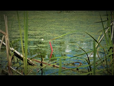 Видео: НАШЕЛ БОЛОТО С ОГРОМНЫМИ КАРАСЯМИ!!! ГЛУБИНА ПО КОЛЕНО А РЫБЫ МНОГО!!! РЫБАЛКА 2021